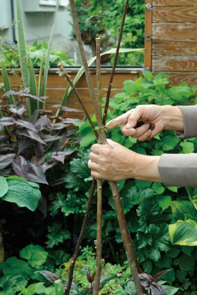 【ガーデニング】園芸家・青木純子さんの庭を美しくキープする春の作業「咲き終わった花の整理」「支柱立て」「鉢植えの夏越し準備」（サムネイル画像10）