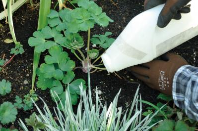 【ガーデニング】庭を美しくキープする春の作業「花がら摘み」「害虫予防」「つるの誘引」園芸家・青木純子さんがレクチャー（サムネイル画像5）