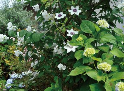 【ガーデニング】庭を美しくキープする春の作業「花がら摘み」「害虫予防」「つるの誘引」園芸家・青木純子さんがレクチャー（サムネイル画像21）