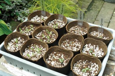 【ガーデニング】庭を美しくキープする春の作業「花がら摘み」「害虫予防」「つるの誘引」園芸家・青木純子さんがレクチャー（サムネイル画像12）