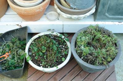 【ガーデニング】園芸家・青木純子さんの庭を美しくキープする春の作業「咲き終わった花の整理」「支柱立て」「鉢植えの夏越し準備」（サムネイル画像12）