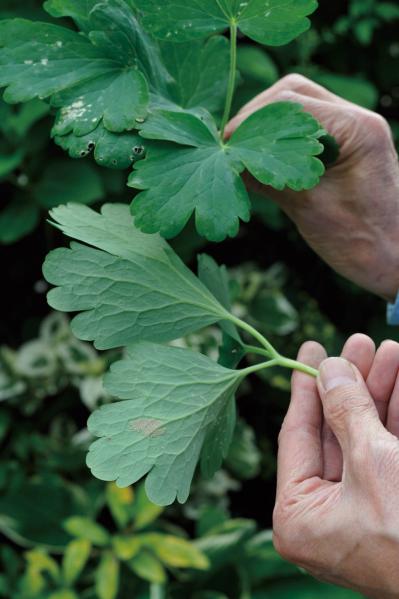 【ガーデニング】庭を美しくキープする春の作業「花がら摘み」「害虫予防」「つるの誘引」園芸家・青木純子さんがレクチャー（サムネイル画像6）