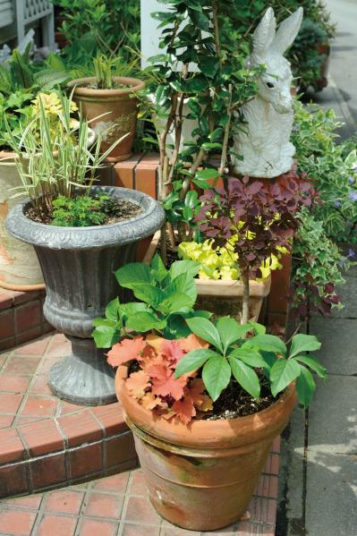 【ガーデニング】ローメンテナンスでも美しい！園芸家・青木純子さんの春の庭を拝見（サムネイル画像8）