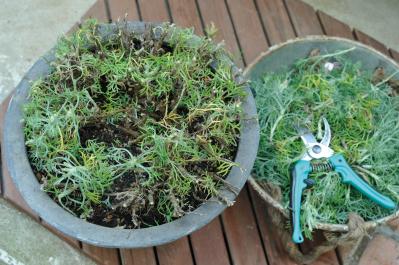 【ガーデニング】園芸家・青木純子さんの庭を美しくキープする春の作業「咲き終わった花の整理」「支柱立て」「鉢植えの夏越し準備」（サムネイル画像18）