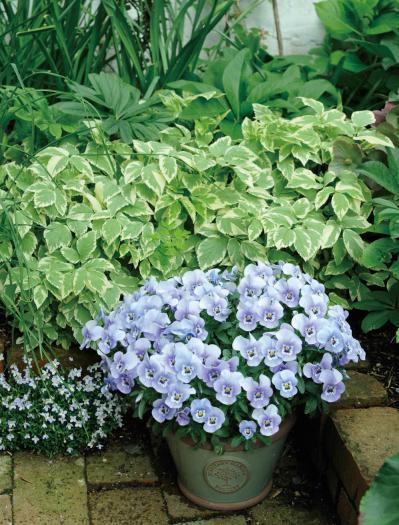 【ガーデニング】ローメンテナンスでOKな春の鉢植え5選｜園芸家・青木純子さんおすすめ（サムネイル画像3）