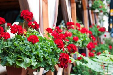 【ガーデニング】初春から初冬まで長く咲く！ゼラニウムで“絵になる窓辺”づくり［多年草］（サムネイル画像14）