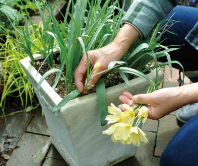【ガーデニング】園芸家・青木純子さんの庭を美しくキープする春の作業「咲き終わった花の整理」「支柱立て」「鉢植えの夏越し準備」（サムネイル画像2）
