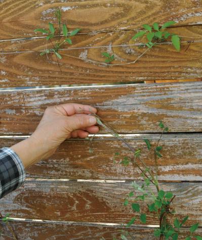 【ガーデニング】庭を美しくキープする春の作業「花がら摘み」「害虫予防」「つるの誘引」園芸家・青木純子さんがレクチャー（サムネイル画像13）