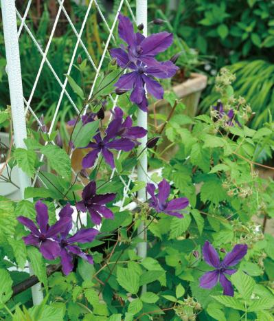 【ガーデニング】庭を美しくキープする春の作業「花がら摘み」「害虫予防」「つるの誘引」園芸家・青木純子さんがレクチャー（サムネイル画像22）