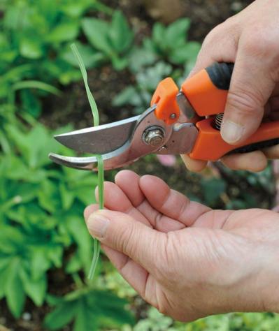 【ガーデニング】庭を美しくキープする春の作業「花がら摘み」「害虫予防」「つるの誘引」園芸家・青木純子さんがレクチャー（サムネイル画像16）