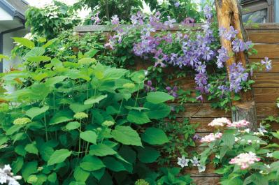 【ガーデニング】庭を美しくキープする春の作業「花がら摘み」「害虫予防」「つるの誘引」園芸家・青木純子さんがレクチャー（サムネイル画像14）