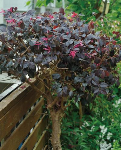 【ガーデニング】園芸家・青木純子さんの庭を美しくキープする春の作業「咲き終わった花の整理」「支柱立て」「鉢植えの夏越し準備」（サムネイル画像7）