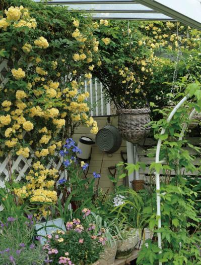 【ガーデニング】園芸家・青木純子さんの庭を美しくキープする春の作業「咲き終わった花の整理」「支柱立て」「鉢植えの夏越し準備」（サムネイル画像8）