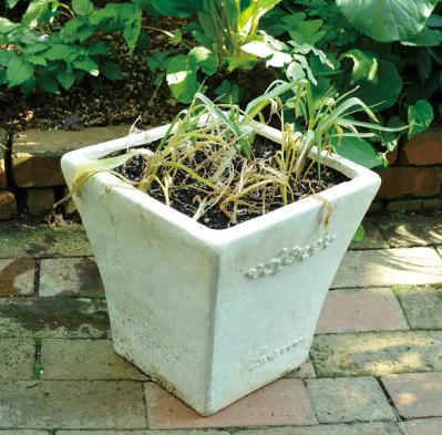 【ガーデニング】園芸家・青木純子さんの庭を美しくキープする春の作業「咲き終わった花の整理」「支柱立て」「鉢植えの夏越し準備」（サムネイル画像3）