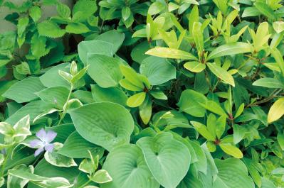 【ガーデニング】園芸家・青木純子さんの庭を美しくキープする春の作業「咲き終わった花の整理」「支柱立て」「鉢植えの夏越し準備」（サムネイル画像15）