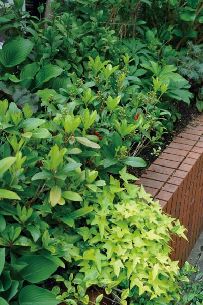 【ガーデニング】ローメンテナンスでも美しい！園芸家・青木純子さんの春の庭を拝見（サムネイル画像6）