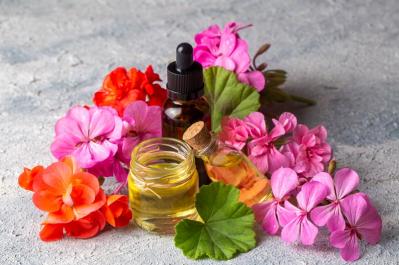 【ガーデニング】初春から初冬まで長く咲く！ゼラニウムで“絵になる窓辺”づくり［多年草］（サムネイル画像9）