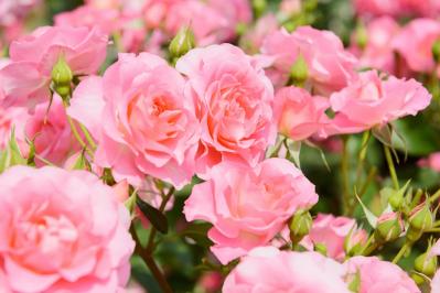 4月15日の花とは？【366日の誕生花と幸せの花言葉】（サムネイル画像）