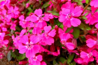 4月16日の花とは？【366日の誕生花と幸せの花言葉】（サムネイル画像）