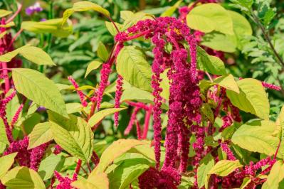 4月19日の花とは？【366日の誕生花と幸せの花言葉】（サムネイル画像）