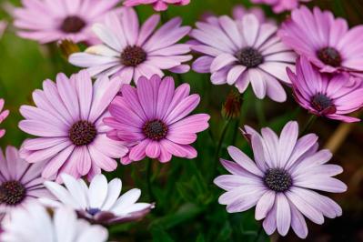 4月17日の花とは？【366日の誕生花と幸せの花言葉】（サムネイル画像）