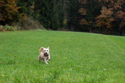 【雑種タロの実話 後編】愛犬が認知症と診断されて、悲しいというより、なぜかうれしい気持ちになった。「本当に長い間、そばにいてくれてありがとう」