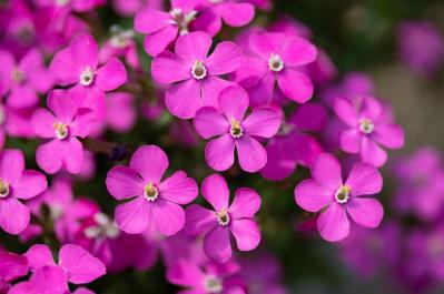  【ガーデニング】春の庭を彩る、愛らしいピンクの花［10選］（サムネイル画像11）