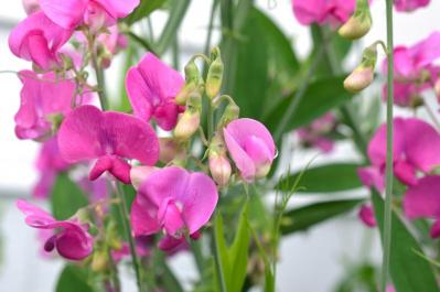  【ガーデニング】春の庭を彩る、愛らしいピンクの花［10選］（サムネイル画像14）