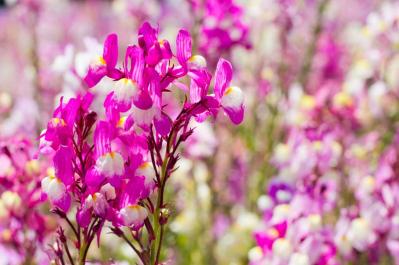  【ガーデニング】春の庭を彩る、愛らしいピンクの花［10選］（サムネイル画像10）