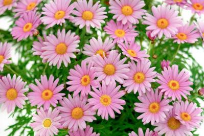  【ガーデニング】春の庭を彩る、愛らしいピンクの花［10選］（サムネイル画像9）