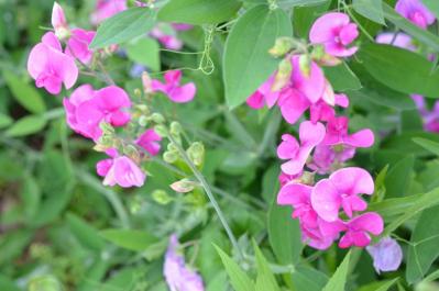  【ガーデニング】春の庭を彩る、愛らしいピンクの花［10選］（サムネイル画像7）