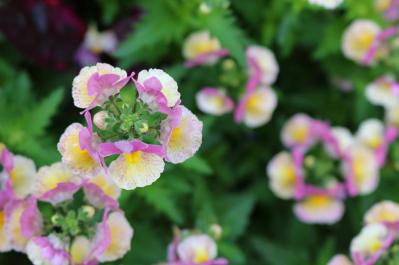  【ガーデニング】春の庭を彩る、愛らしいピンクの花［10選］（サムネイル画像3）