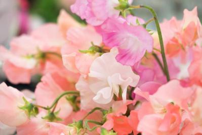  【ガーデニング】春の庭を彩る、愛らしいピンクの花［10選］（サムネイル画像8）