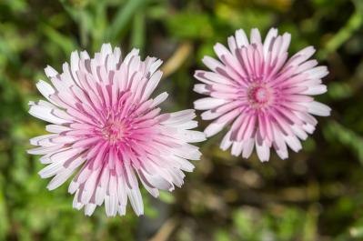  【ガーデニング】春の庭を彩る、愛らしいピンクの花［10選］（サムネイル画像4）