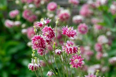  【ガーデニング】春の庭を彩る、愛らしいピンクの花［10選］（サムネイル画像13）