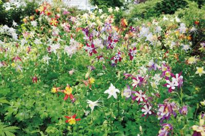 4月27日の花とは？【366日の誕生花と幸せの花言葉】（サムネイル画像）