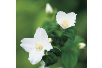 4月28日の花とは？【366日の誕生花と幸せの花言葉】（サムネイル画像）