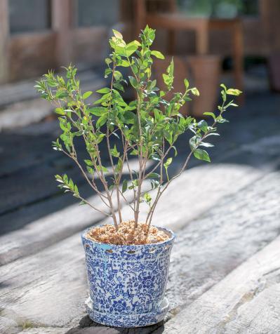 【ガーデニング】育てて楽しいハーブ【マートル】の栽培方法と活用アイデア2選（サムネイル画像4）