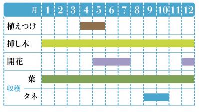 【ガーデニング】育てて楽しいハーブ【マートル】の栽培方法と活用アイデア2選（サムネイル画像2）