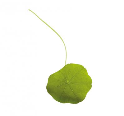 【ガーデニング】育てて楽しいハーブ【ナスタチウム】の栽培方法と活用アイデア2選（サムネイル画像3）