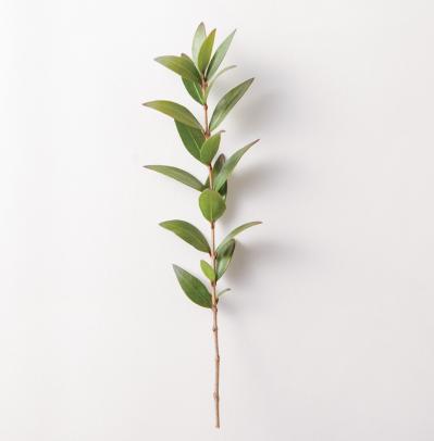 【ガーデニング】育てて楽しいハーブ【マートル】の栽培方法と活用アイデア2選（サムネイル画像3）