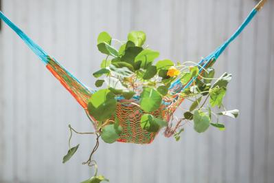 【ガーデニング】育てて楽しいハーブ【ナスタチウム】の栽培方法と活用アイデア2選（サムネイル画像4）