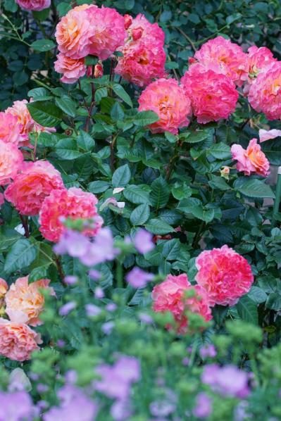 【ガーデニング】バラ苗の植え付けと、開花前の作業ポイント／4月は新苗の植え付けの適期！（サムネイル画像3）