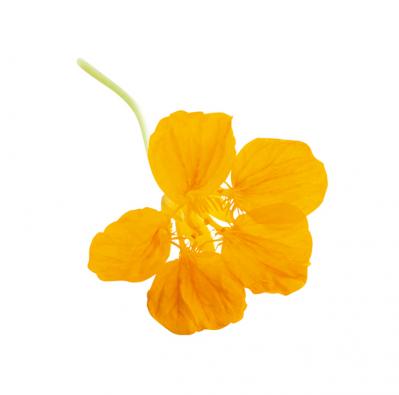 【ガーデニング】育てて楽しいハーブ【ナスタチウム】の栽培方法と活用アイデア2選（サムネイル画像6）