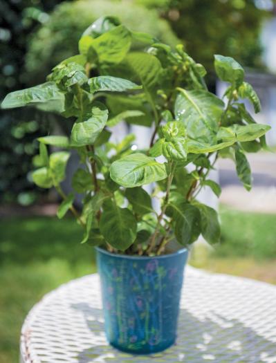 【ガーデニング】育てて楽しいハーブ【アイ】の栽培方法と活用アイデア2選（サムネイル画像4）