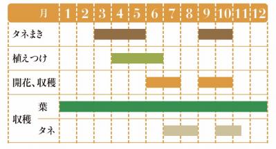【ガーデニング】育てて楽しいハーブ【ナスタチウム】の栽培方法と活用アイデア2選（サムネイル画像2）