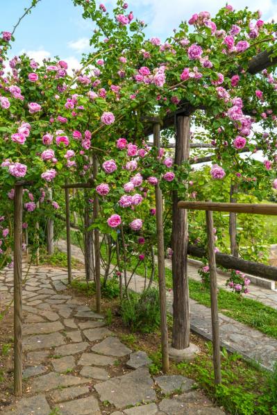 【ガーデニング】バラ苗の植え付けと、開花前の作業ポイント／4月は新苗の植え付けの適期！（サムネイル画像5）