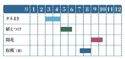 【ガーデニング】育てて楽しいハーブ【アイ】の栽培方法と活用アイデア2選（サムネイル画像2）