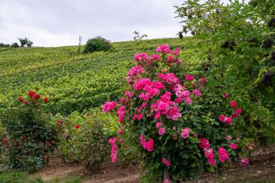 【ガーデニング】バラ苗の植え付けと、開花前の作業ポイント／4月は新苗の植え付けの適期！（サムネイル画像6）