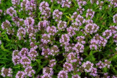 花咲くグラウンドカバーで雑草を防ぐ 8選【多年草】（サムネイル画像8）